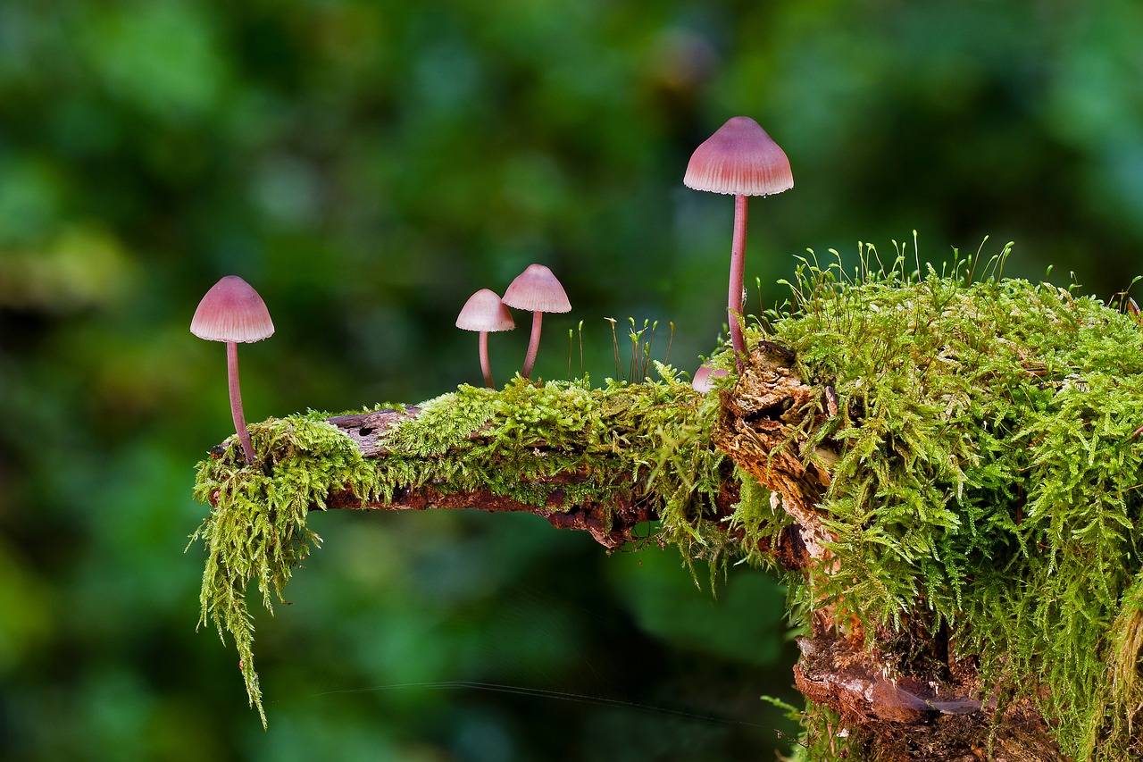 Wiedenmannwald soll Erholungsort bleiben